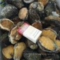 Frozen Abalone Farmed Chinesischer Lieferant von guter Qualität